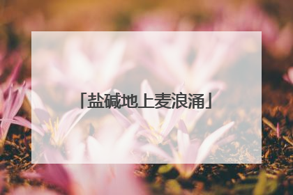 盐碱地上麦浪涌